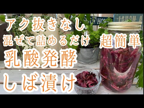 【乳酸発酵】を利用して、ほったらかし。暑くなるこの時期だからこそ、サッパリしたシバ漬けがあるだけで、乳酸菌＆食物繊維＆アントシアニンを効率良く摂取！