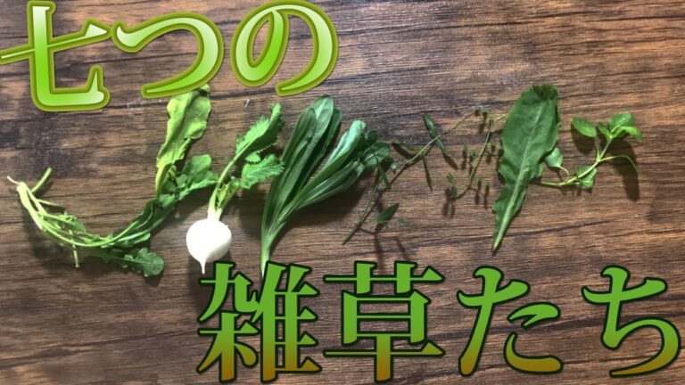 【雑草粥】七草粥の七草雑草でもいける説