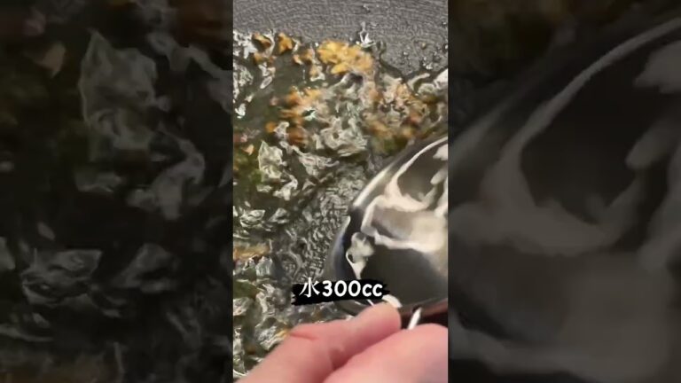 【キャンプ飯】海老と大葉のペペロンチーノ#shorts