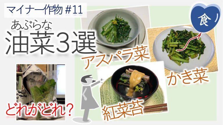 [食]油菜(アブラナ属)３選　かき菜•アスパラ菜•紅菜苔　3 selections of Brassica rapa (Kaki-na, Aspara-na, Koh-sai-tai)