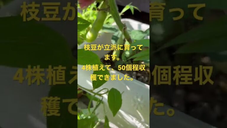 枝豆収穫〜プランター栽培〜#家庭菜園#枝豆#大量