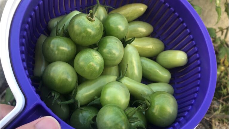 なんとか青いトマトを食べたい 〜浅漬けにしてみたが上級者向けかも〜