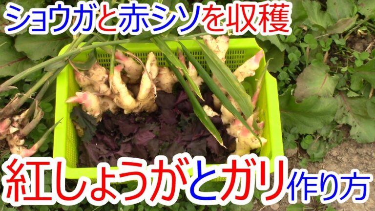 紅しょうが ガリ(甘酢漬け) 作り方 新ショウガと赤しその収穫