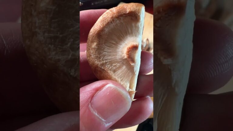 椎茸のやきとり #shorts