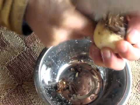 サトイモ（小芋）をムダなく食べるむき方