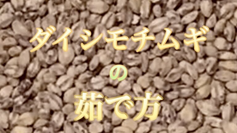 [ダイシモチ麦の茹で方]茹でたモチ麦を保存容器で保存するとサラダのトッピングやスープやリゾットとメニューに合わせて使えます。スーパーフードとして栄養豊富で抗酸化作用あり。美容と健康、ダイエットに！