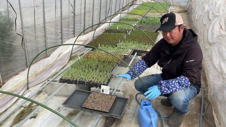 とうがらし苗の作り方・発芽率を上げるコツと種まき（ジョロキア、ハバネロ、ハラペーニョ、島とうがらし）【激辛唐辛子】23/3/20