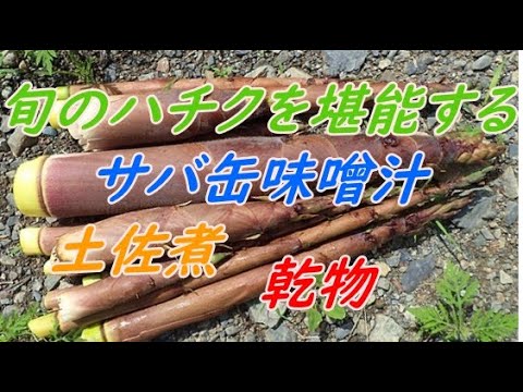 旬のハチクを味わおう。タケノコ汁　鯖缶味噌汁　煮物　タケノコ　サバカン SABAKAN