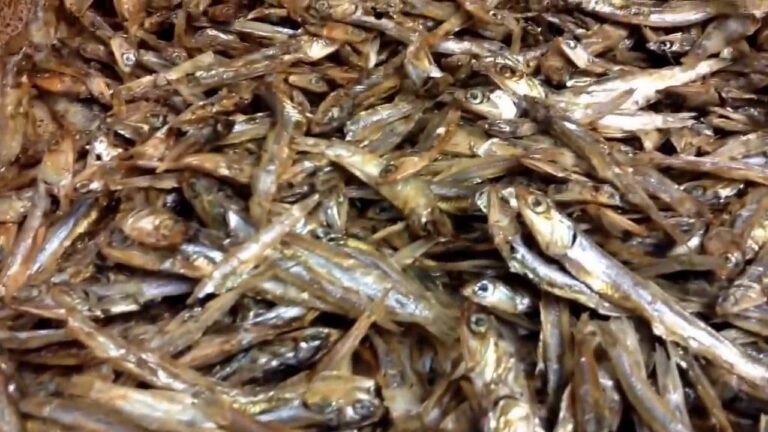 焼きたてほやほやいい匂い瀬戸内焼きイワシやみつきになること間違いなし