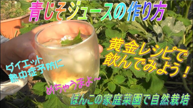 青じそジュースの作り方を黄金レシピでお届けします。熱中症予防や、ダイエットにも。説明欄に、クイズもあるよ。ヒントは動画の中です。分かるかな？