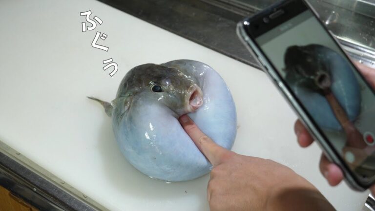 全身『水』のフグのお腹の中身が･･･。こんなん食べてるの！？