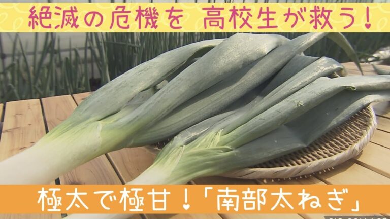 絶滅の危機から高校生が守る！トロトロで甘い伝統野菜「南部太ねぎ」