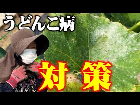 【使うのは石灰だけ！】かぼちゃにうどんこ病がきたのでやっつけます。