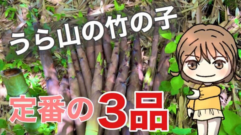 大量に採れた竹の子を食べる！味噌汁・メンマ・煮物　おかずにも酒の肴にも合います/破竹/淡竹/ハチク