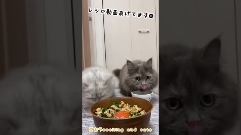ニラと鶏ひき肉の簡単！スタミナ丼with cats #shorts