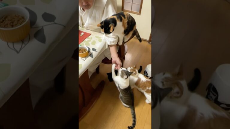 住職の朝ごはん。昆布おにぎり 大根と厚揚げの煮物 大根きんぴら 味噌汁 ヤクルト