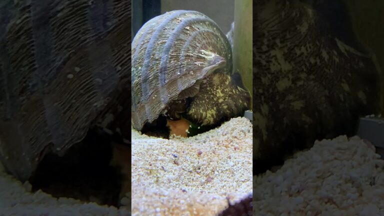 サザエに乾燥わかめをやりました。