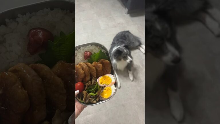 豚ヒレの照り焼き弁当#同棲ご飯 #簡単レシピ 　#毎日弁当　#同棲弁当