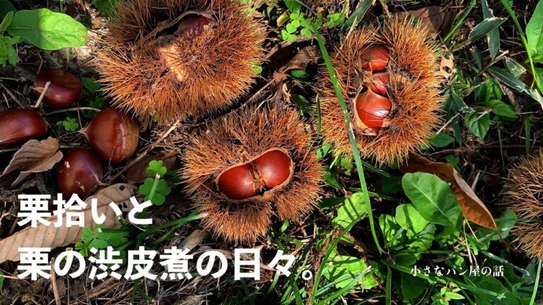 koha [小さなパン屋の話 #49 ]栗仕事／栗拾いと栗の渋皮煮編