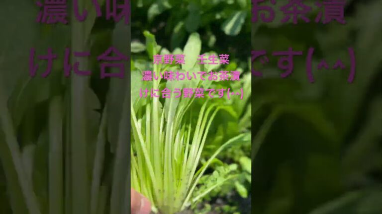 自家菜園壬生菜収穫作業#おすすめ #京漬物 #shorts