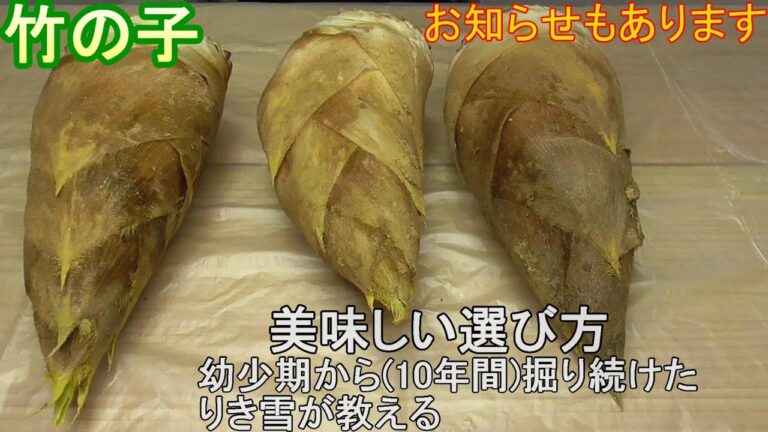 【買い物編】『たけのこ』ぬかなくてもあく抜き◎…最後はお刺身で試食