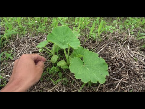 無肥料かぼちゃ生育違い🌈直播きしたカボチャの生育の違いについて考察してみました🌱【自然栽培　自然農　無農薬栽培　家庭菜園　野菜畑】