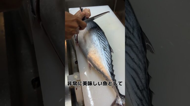坊ノ岬 の スマガツオ！ おろします！#せり人ムタロー #shorts
