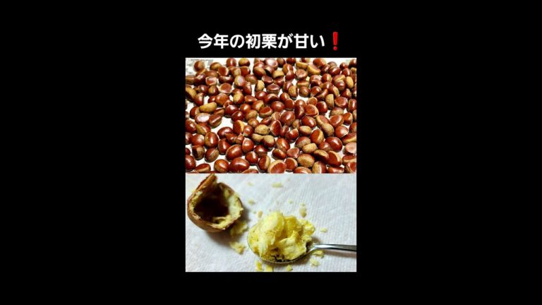 今年の初栗が甘い❗