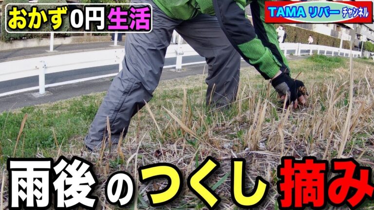 【おかず0円生活】雨後のツクシ摘み♪