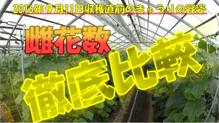 勝者はどの種苗会社だ！雌花数で勝負が決まる！／Determined game in the female flowers number !／きゅうり農家／きゅうり栽培／愉快なshata農園