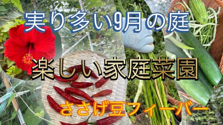 実り多い９月の庭　楽しい家庭菜園　ささげ豆フィーバー　#ガーデニング#袋栽培#野菜