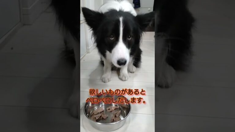 初めて牛肉を食べたワンコ