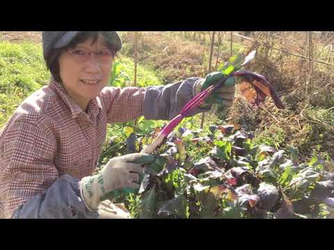 自然農の畑で日野菜カブの収穫、そして漬物作り❣️