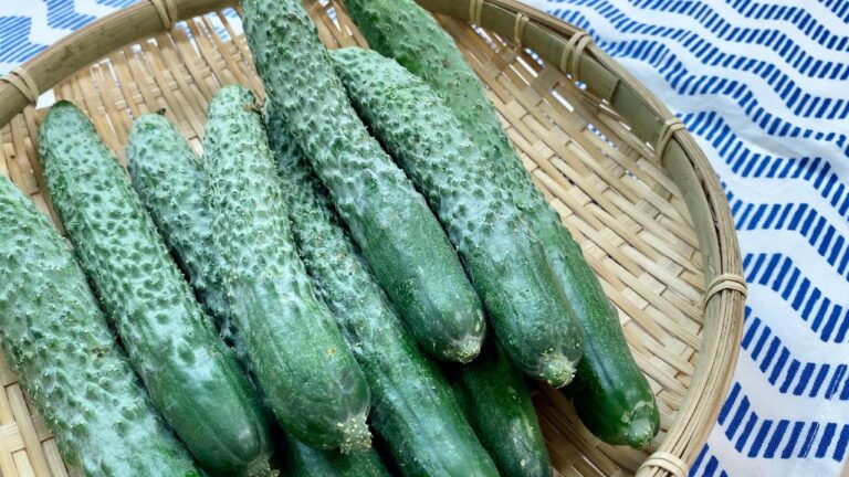 四葉きゅうり（スーヨー）〈野菜の食べ方＆調理方法〉by食育マルシェおうち便