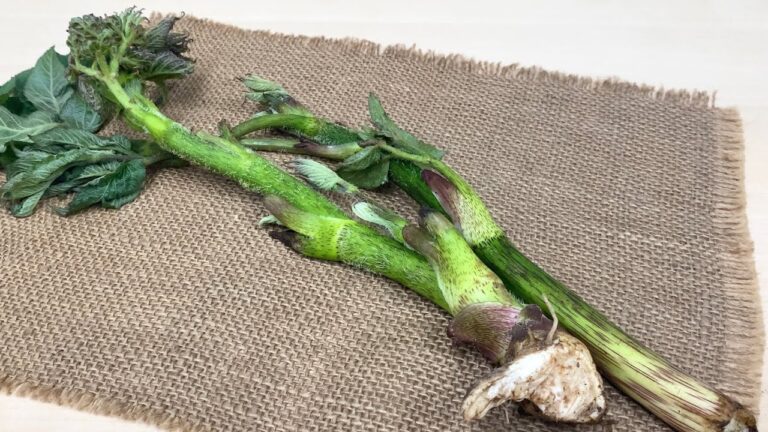 ウド〈野菜の食べ方＆調理方法〉by食育マルシェおうち便