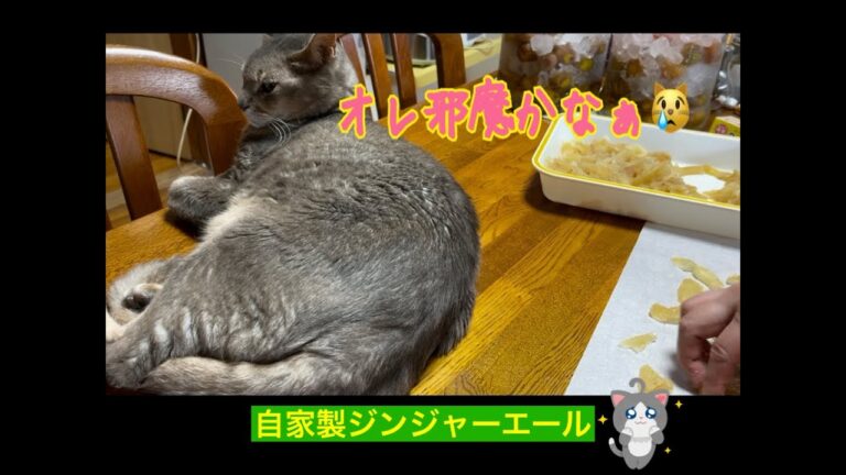 生姜シロップ🍹と砂糖漬け🍭【自家製ジンジャーエール】新生姜で生姜シロップ作りGinger syrup and Candied