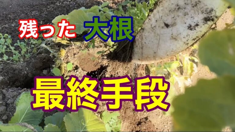 これ以上置いたらスが入ってしまう大根。この方法で安心です！