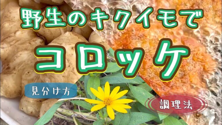 【野草術】野生のキクイモを収穫してコロッケにしてみた～12月食べられる野草レシピ～Jerusalem artichoke croquettes