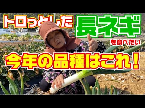 長ネギの径を大きくする栽培方法と種まきの時のひと工夫で発芽率アップ！【石倉一本太ネギ】【味十八番】【雷帝下仁田ネギ】【長ネギ】【白ネギ】【育て方】【栽培方】
