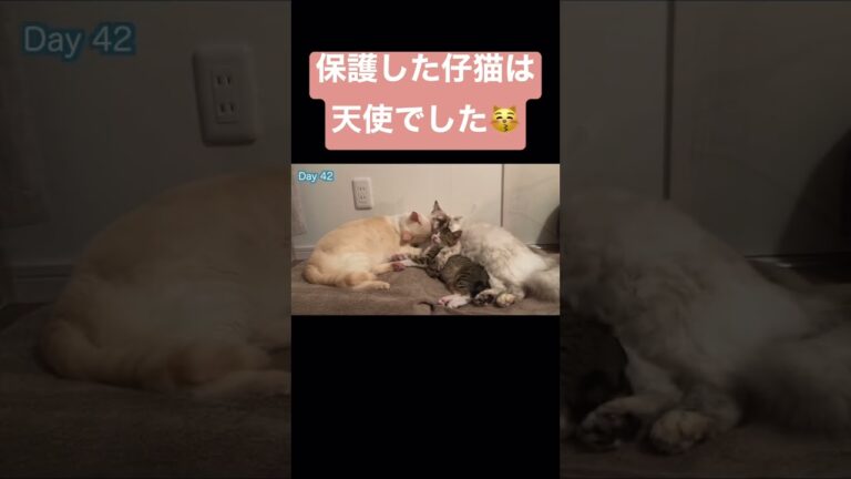 独りぼっちだった野良仔猫に最愛の家族ができた1年間の記録