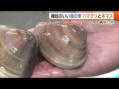 “縁起の良い”海の幸！ひなまつりには“ハマグリ” お祝い事には“サクラマス”を「春の味覚として味わって」 (25/02/17 18:55)