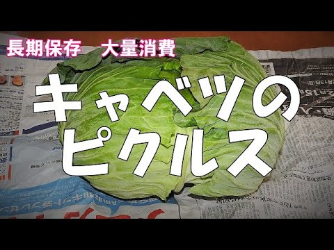 【長期保存　大量消費】キャベツのピクルスの作り方『作り置きしておくと大変便利です！』 Pickled cabbage양배추 피클