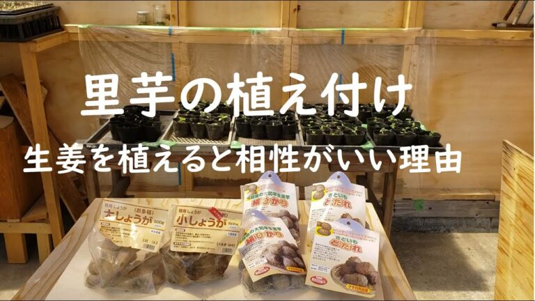 【免疫力アップ食材はこれ！】里芋と生姜を一緒に植え付ける理由