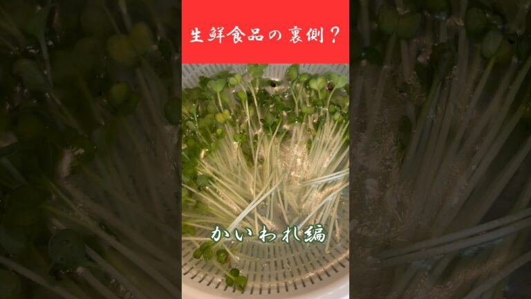 「かいわれ」をアルカリ水に漬けたら変な油が浮いてきた！？みんなも一回試してみて！#shorts
