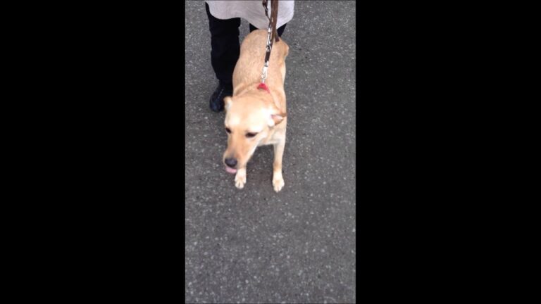 盲導犬パピーニコのキャリアチェンジ：帰ってきたニコ