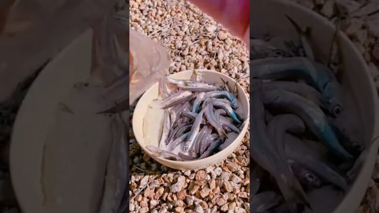 【爽快】メスティンでイワシの天ぷら！ #shorts