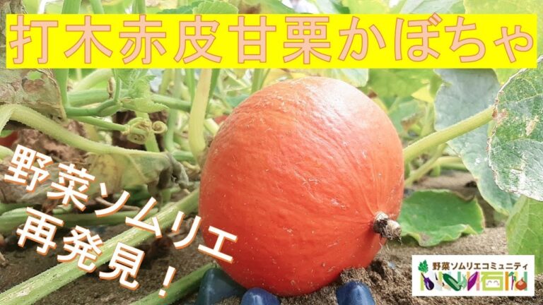 打木赤皮甘栗かぼちゃ☆ダイジェスト