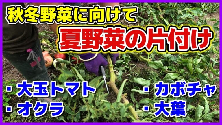 秋冬野菜に向けて夏野菜の片付け　大玉トマト／オクラ／カボチャ／大葉　撤収作業　異常気象の長雨の影響　家庭菜園／貸し農園