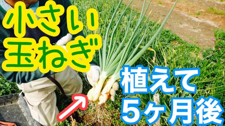 新タマネギのお試し収穫と畑の様子-natural farming-2020年4月3日
