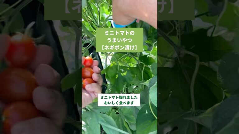 ミニトマトのうまいやつ【ネギポン漬け】